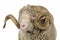 Arles Merino sheep, ram, 5 years old