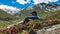 Arlhoehe - A man sitting between Alpine roses and enjoying the summer day in the mountains