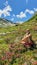 Arlhoehe - A woman sitting between Alpine roses and enjoying the summer day in the mountains