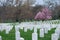 Arlington National Cemetery with beautiful Cherry Blossom and Gravestones, Washington DC