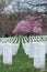 Arlington National Cemetery with beautiful Cherry Blossom and Gravestones, Washington DC