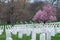 Arlington National Cemetery with beautiful Cherry Blossom and Gravestones, Washington DC