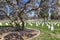 Arlington National Cemetery in springtime, Washington DC