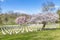 Arlington National Cemetery in springtime, Washington DC