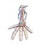 Arm arteries veins nerves