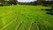 arm with Green rice paddy fields in Northern Thailand Chiang Mai region