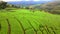 arm with Green rice paddy fields in Northern Thailand Chiang Mai region