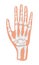 Arm, hand icon of radiography and x-ray concept vector. Phalanges of hand.