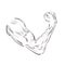 Arm muscule icon. Illustration of arm muscule sketch
