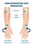 Arm supination and pronation vector illustration. Labeled anatomical scheme