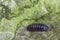 Armadillidiidae Pill Bug