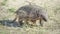 Armadillo,chaetophractus villosus,