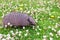 Armadillo Chaetophractus villosus in grass