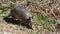 Armadillo, Dasypus novemcinctus, foraging in dirt and walking