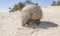 Armadillo in desert environment, Peninsula Valdes,