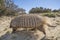 Armadillo in  desert environment, Peninsula Valdes,