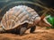 Armadillo dig for sustainable solution