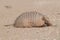 Armadillo digging his burrow,