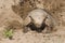 Armadillo digging his burrow, La Pampa ,