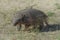 Armadillo digging his burrow, La Pampa ,