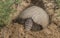 Armadillo digging his burrow, La Pampa ,