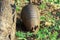 Armadillo digging hole in looking for food. The Armadillo side has a fallen tree trunk and some green plants on the ground