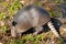 Armadillo Digging for insects