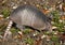 Armadillo Digging for insects