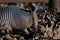 Armadillo in dry leaves closeup