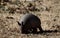 Armadillo in dry Texas grass closeup