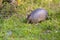 Armadillo Foraging For Food