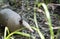 Armadillo Foraging In Forest