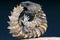 Armadillo girdled lizard / Cordylus cataphractus