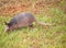 Armadillo In Grass