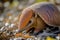 armadillo rolling up, in defensive position near camera