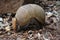 Armadillo Rooting Through Woodchips for Food