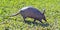 Armadillo searching for food in the field