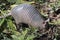 Armadillo searching for food in the field