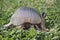 Armadillo searching for food in the field