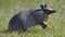 Armadillo standing in grass