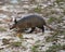 Armadillo Stock Photos.  Image. Portrait. Picture. Armadillo in the field.