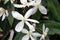 Armand Clematis armandii Snowdrift, white flower