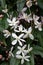 Armand Clematis armandii Snowdrift, white flowers