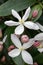 Armand Clematis armandii Snowdrift, white flowers with pink buds