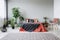 Armchair next to red bed with black blanket in bedroom interior with carpet and plants