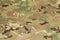 Armed force multicam camouflage fabric