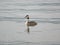 Armenia. Lake Sevan grebe 1086