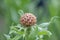 Armenian basketflower, Centaurea macrocephala, bud