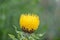 Armenian basketflower, Centaurea macrocephala, yellow budding flower