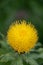 Armenian basketflower, Centaurea macrocephala, yellow flower top view